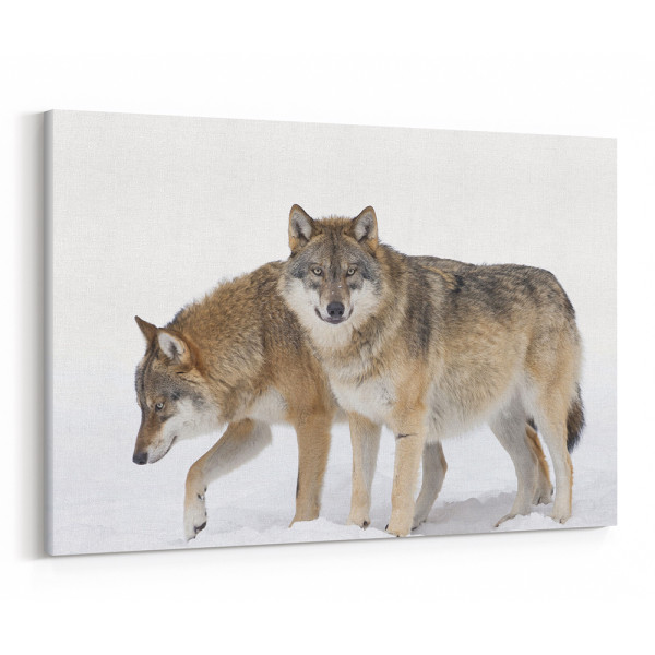 2 Gray Wolves In The Snow Canvas Wall Art