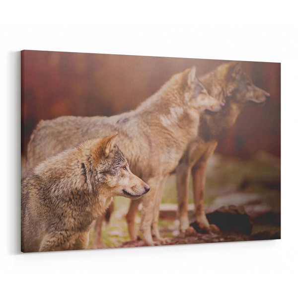 A Wolf Pack Gazing Into Space Canvas Wall Art