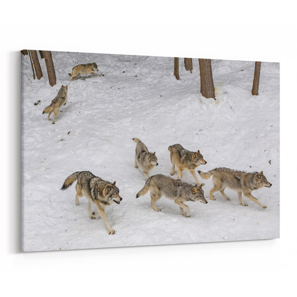 A Wolf Pack In Winter Canvas Wall Art
