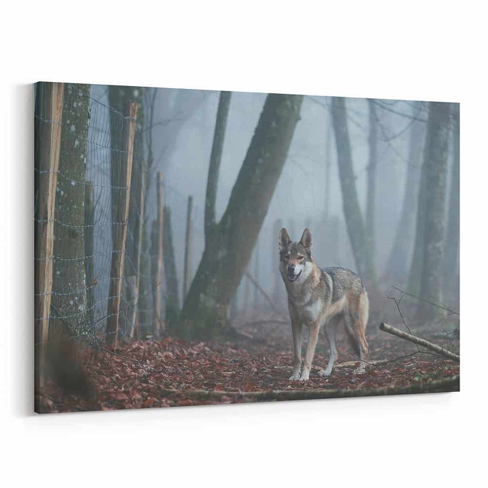 Brown and White Wolf In The Wood Canvas Wall Art