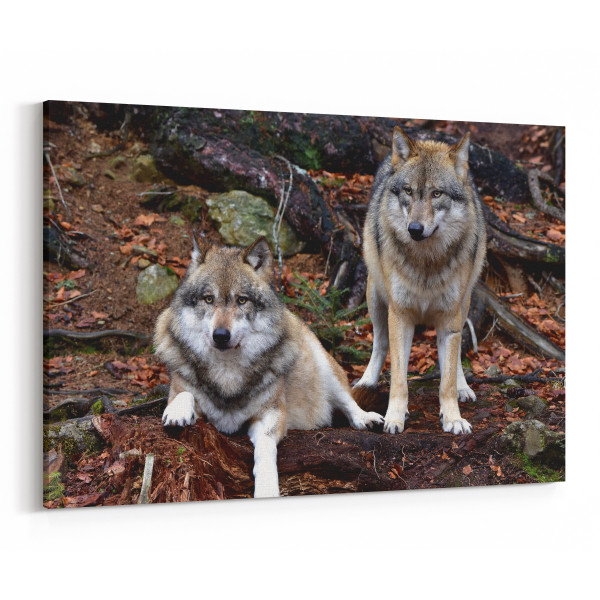 Gray Wolves Resting In The Woods Canvas Wall Art