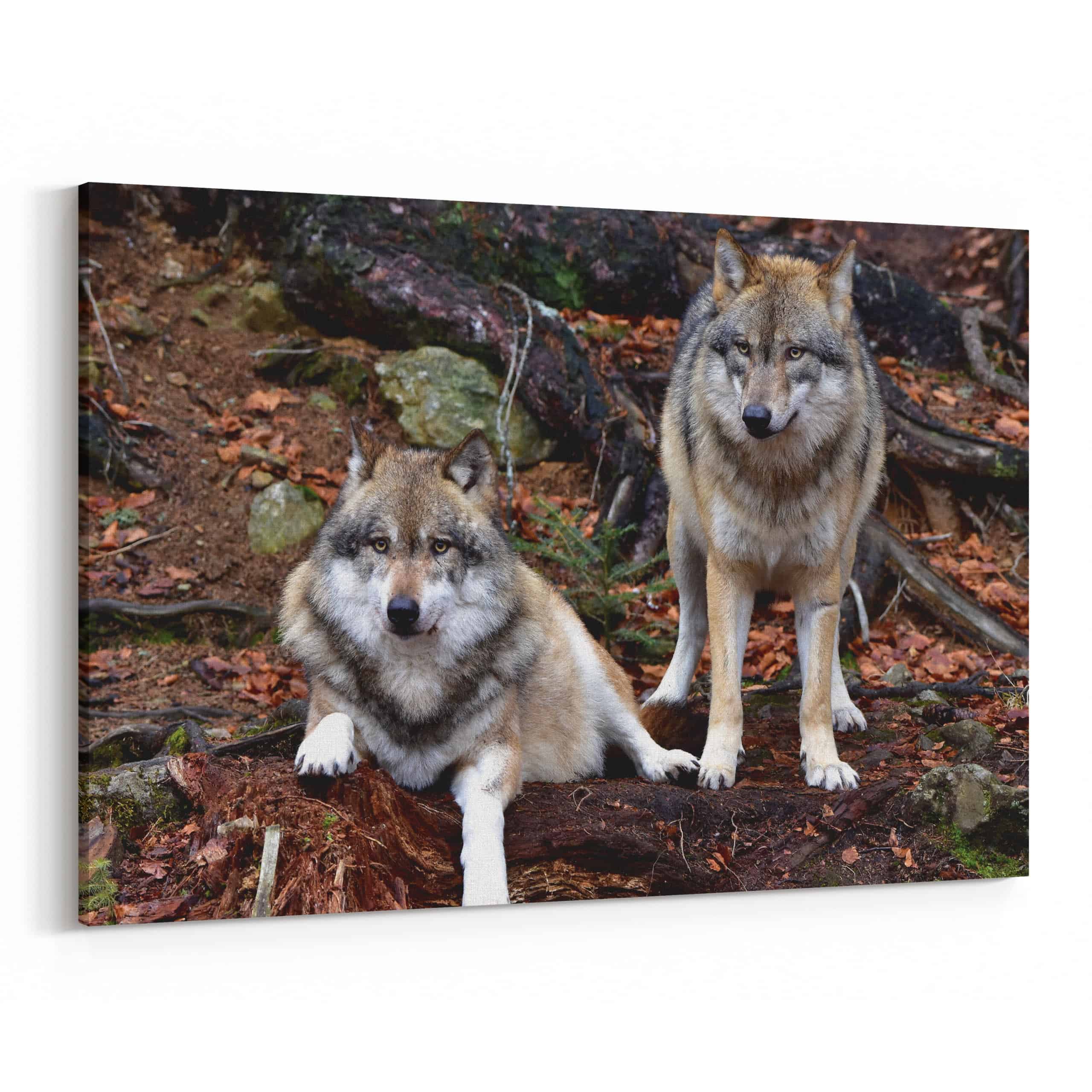 Gray Wolves Resting In The Woods Canvas Wall Art
