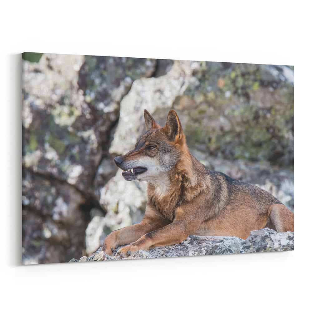 Iberian Wolf Resting In The Mountains Canvas Wall Art