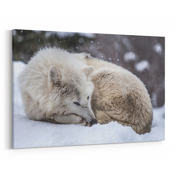 Sleeping Wolf In The Snow Canvas Wall Art