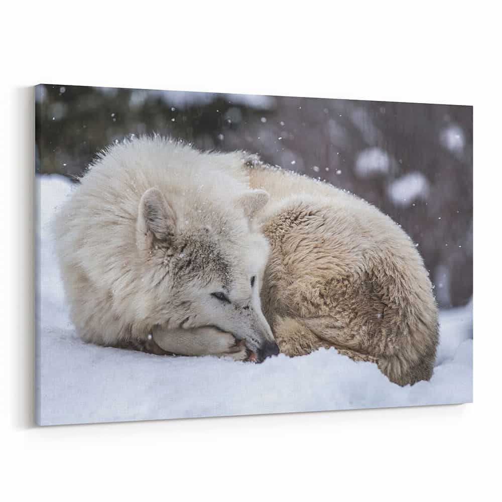 Sleeping Wolf In The Snow Canvas Wall Art