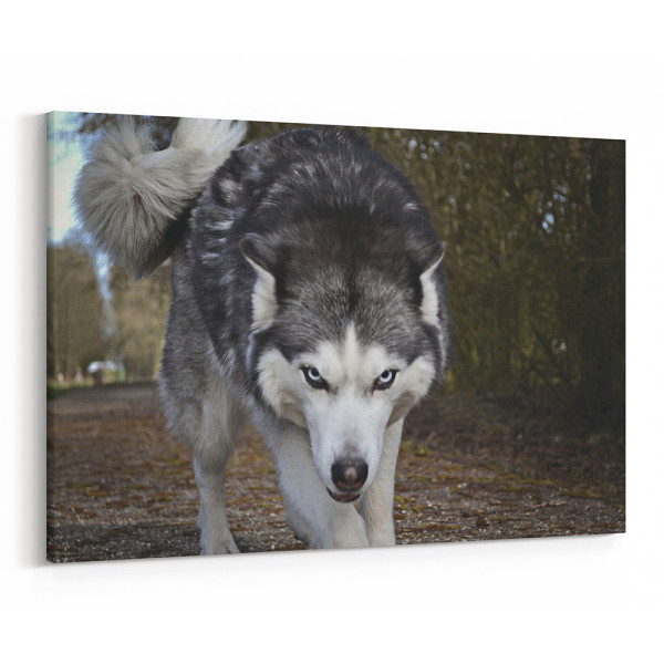 The Intimidating Stare Of The Wolf Canvas Wall Art