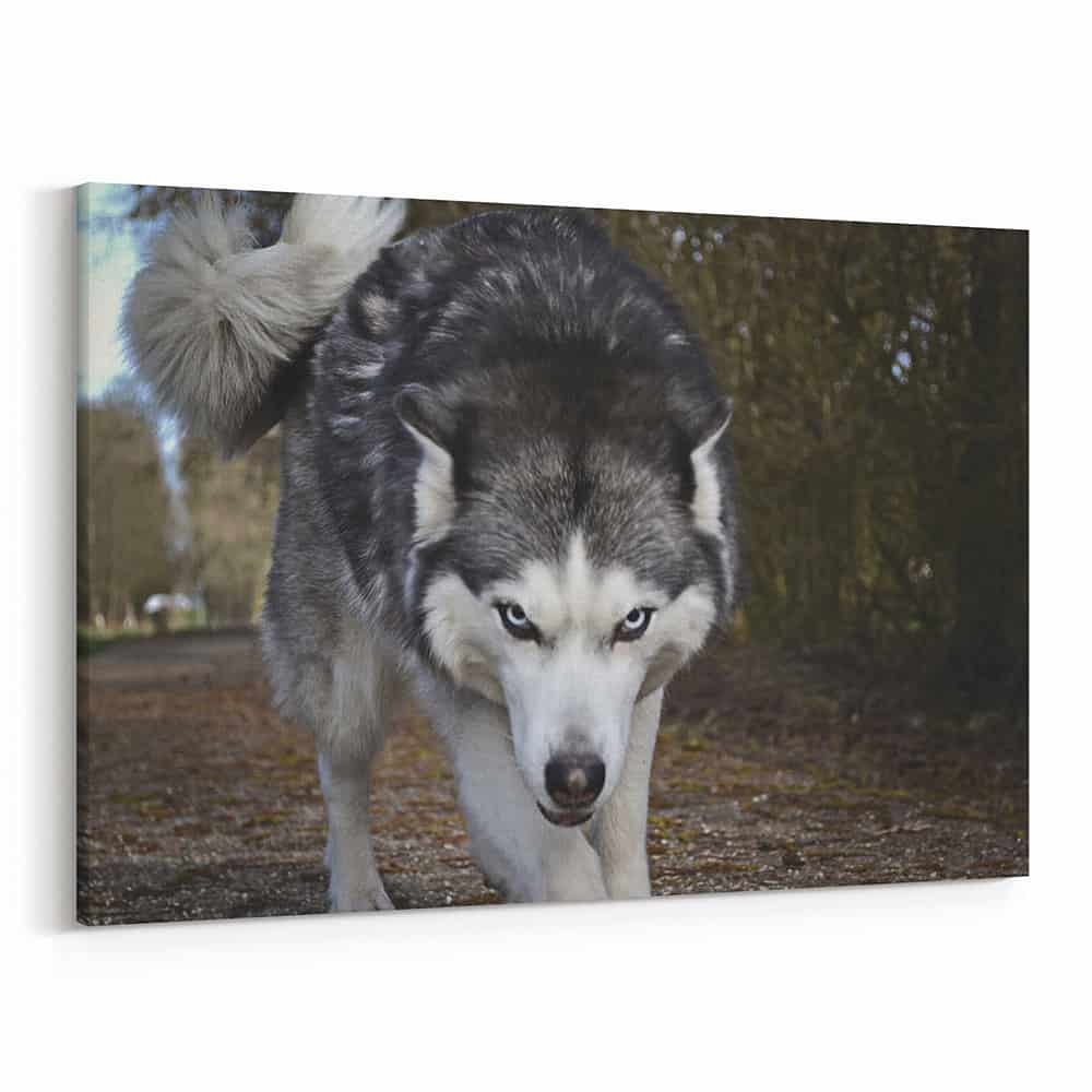 The Intimidating Stare Of The Wolf Canvas Wall Art