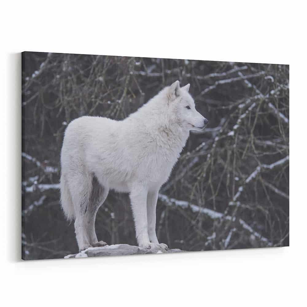 White Wolf In Winter Canvas Wall Art