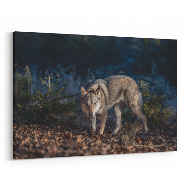 Wolf Hunting In The Wood Canvas Wall Art