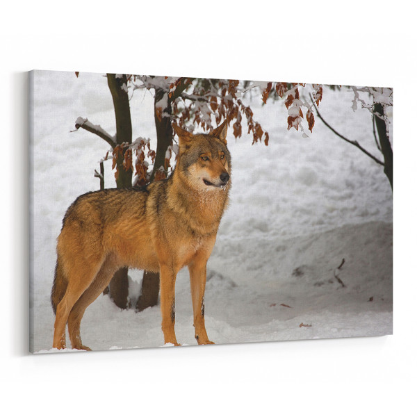 Wolf In The Winter Woods Canvas Wall Art