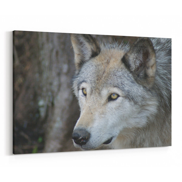 Wolf With Yellow Eyes - Close Up Canvas Wall Art