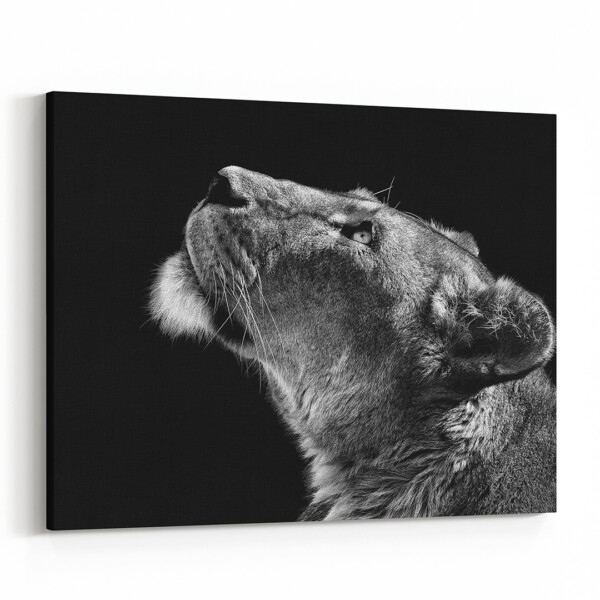 Lion Looking Skyward Canvas Print